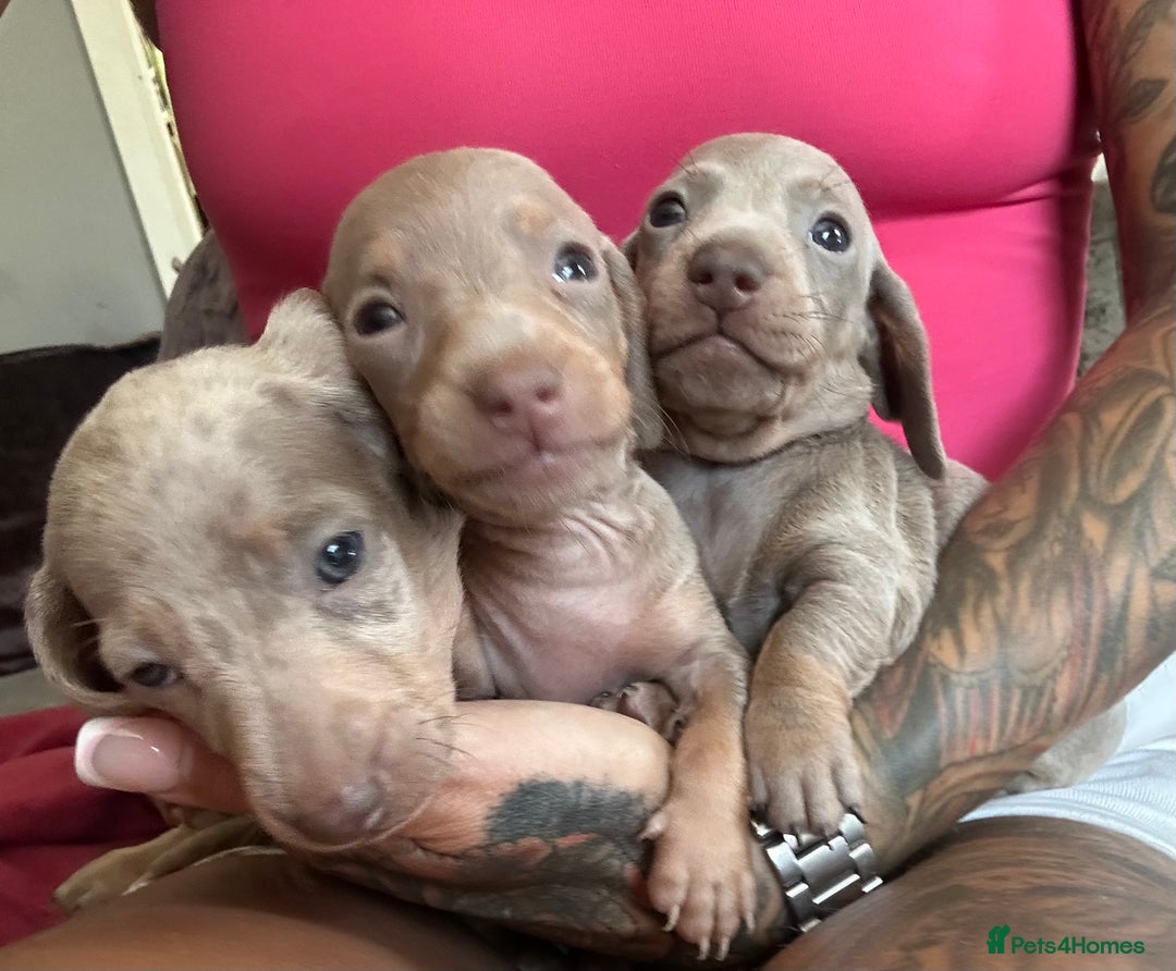 Dachshund dogs for sale: Miniature dachshund  - Advert 14