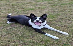 Border Collie dogs for sale: 2 Year old Female Border Collie - Image 1