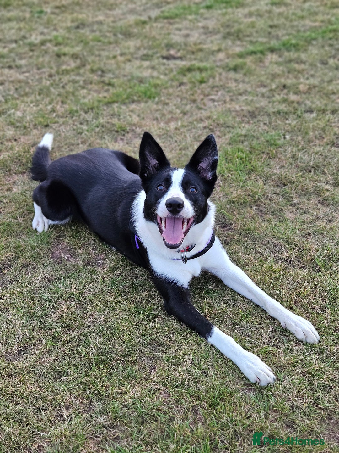 Border Collie dogs for sale: 2 Year old Female Border Collie - Image 1