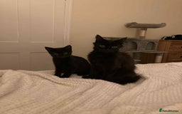 Mixed Breed cats for adoption: Adorable Jet and Anise looking for their family! - Image 8