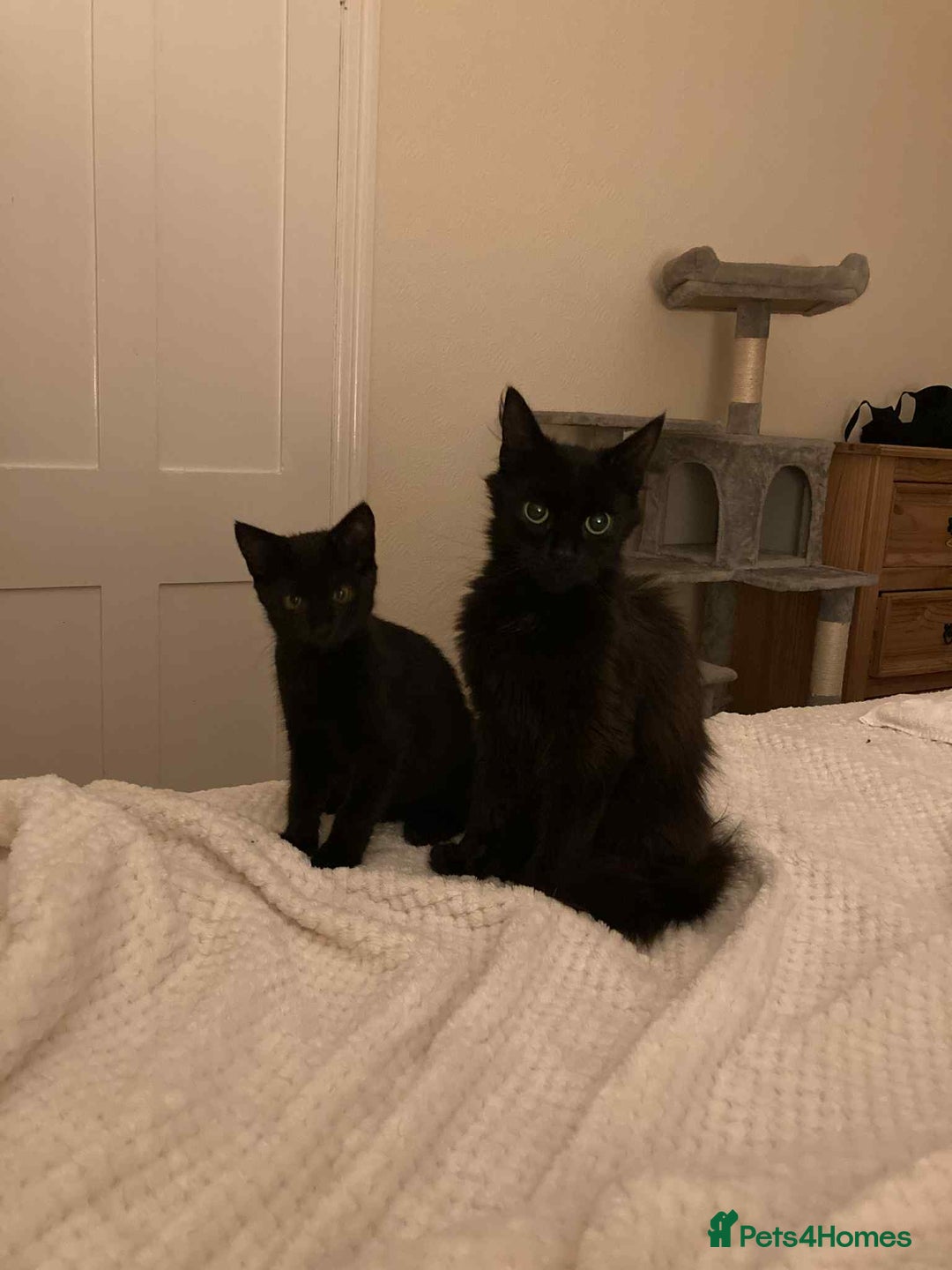 Mixed Breed cats for adoption: Adorable Jet and Anise looking for their family! - Image 8