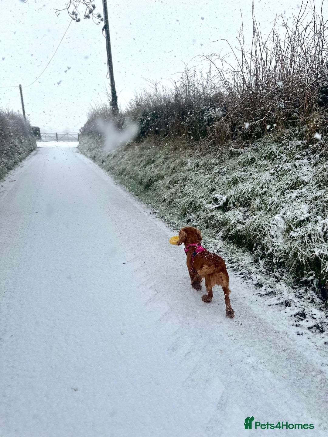 Cocker Spaniel dogs for sale: Our Stunning Cocker spaniels  - Advert 8
