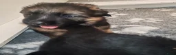 German Shepherd dogs for sale: KC registered Long Haired German shepherd puppies  - Advert 6
