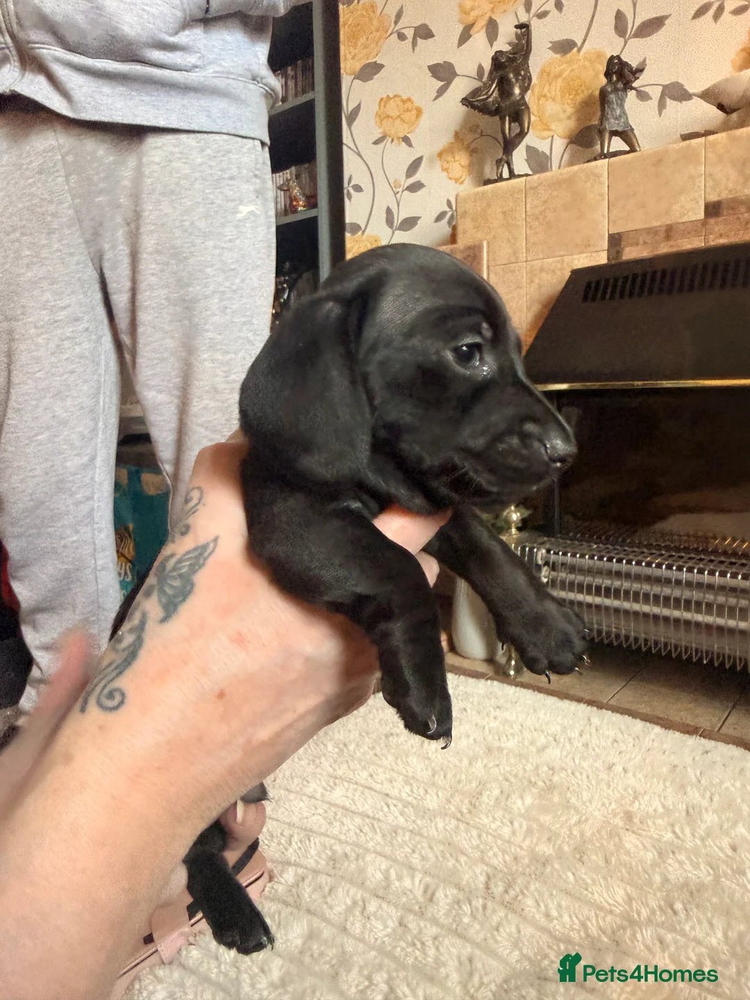 Miniature Dachshund dogs for sale: Full colour miniature Dachshund rare markings  - Advert 2