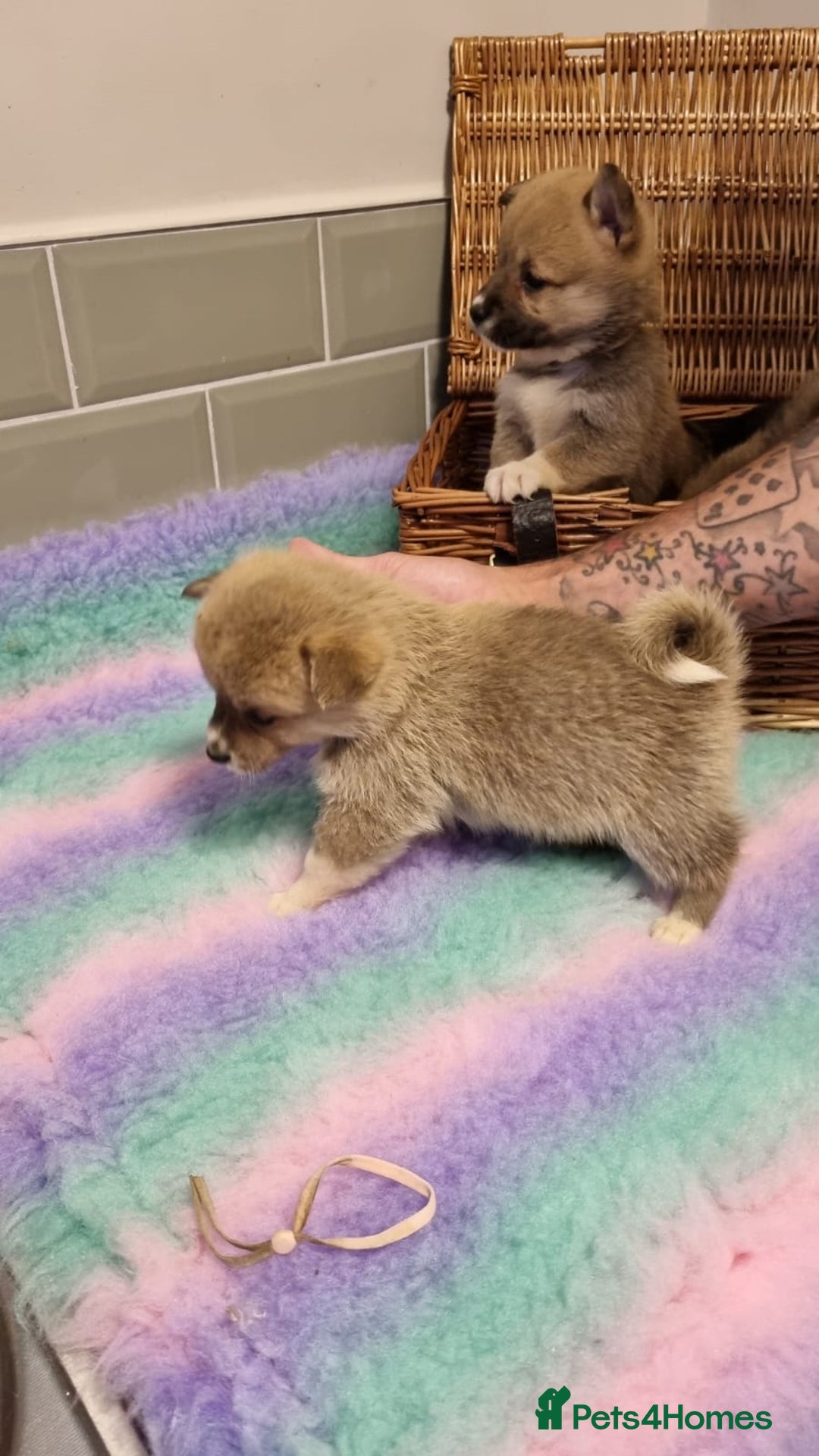 Mixed Breed dogs for sale: Corgi-Inus 💙 Just 1 BOY LEFT - Image 21