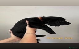 Mixed Breed dogs for sale: Gorgeous Labrador X Cockerpoo puppies in Bromley - Image 10