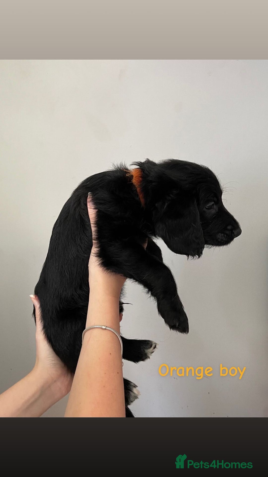 Mixed Breed dogs for sale: Gorgeous Labrador X Cockerpoo puppies in Bromley - Image 10