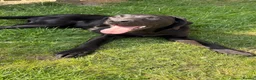 Labrador Retriever dogs for sale: KC Labrador Pup - Advert 3