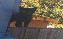 British Shorthair cats for sale: Two free two selling!!!! - Image 4