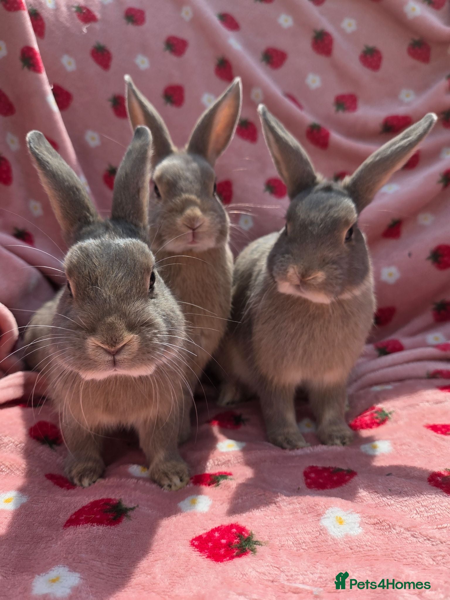 Mixed Breed rabbits Silly tame blue fawn plush mini lop - Advert 1