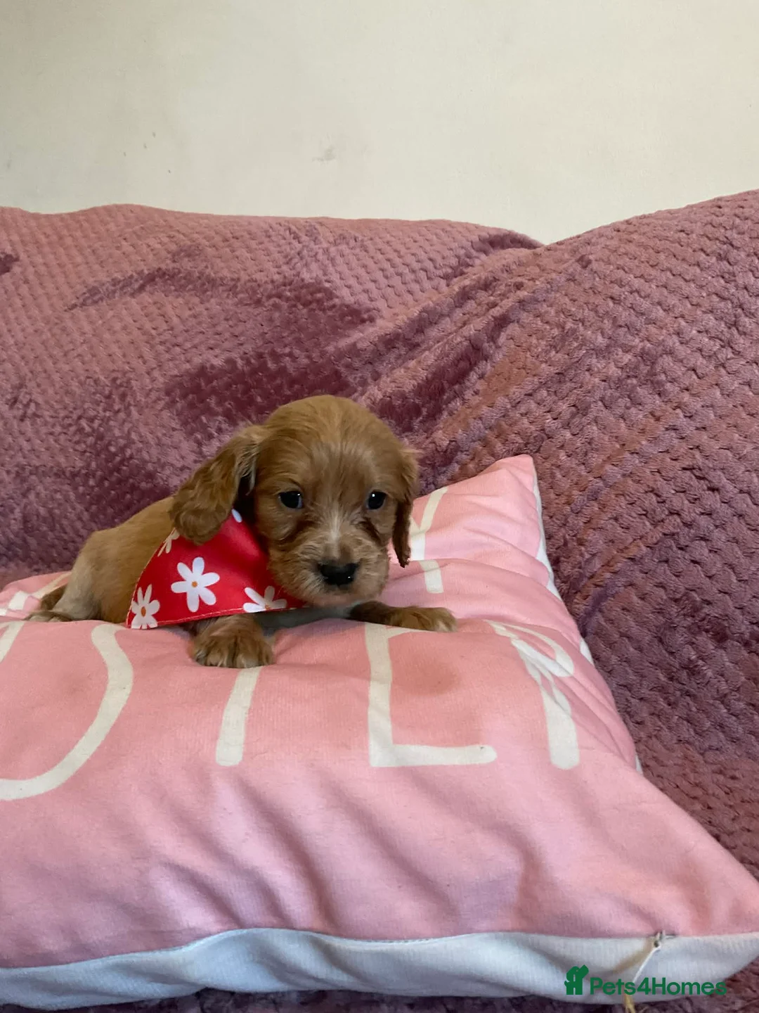 Cockapoo dogs for sale: 8 COCKAPOO PUPPIES 6 GIRLS 2 BOYS READY NOW - Advert 8