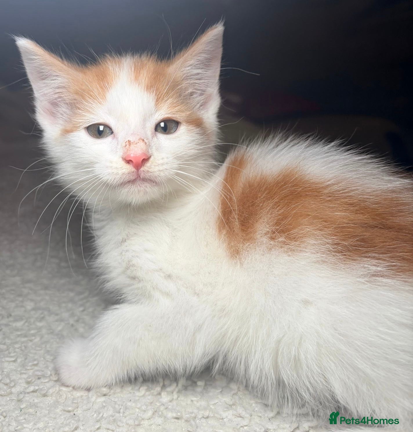 Mixed Breed cats 9 week old boy - Advert 15