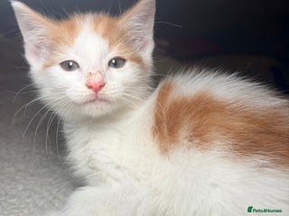 Mixed Breed cats 9 week old boy - Advert 1