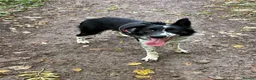 Border Collie dogs for sale: Charlie  - Advert 4