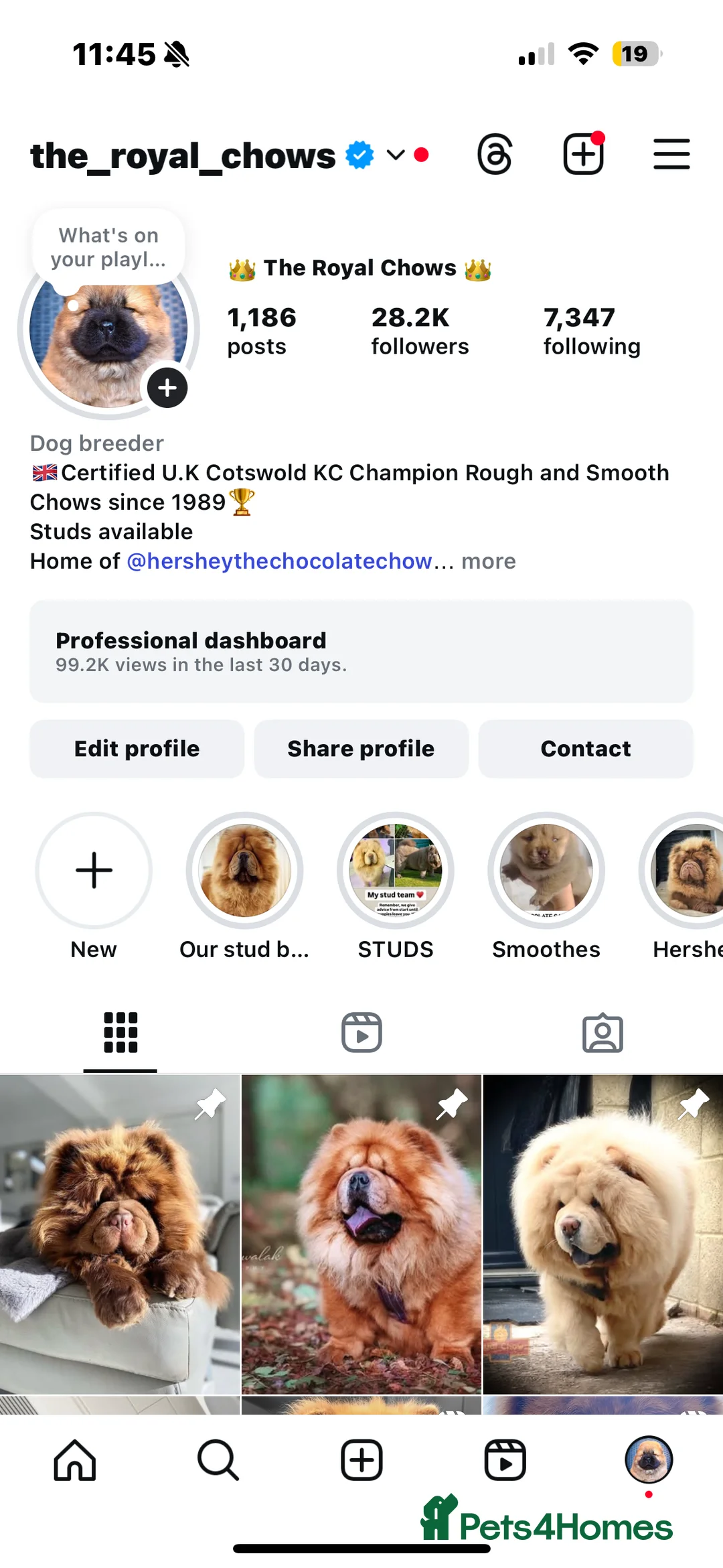 Chow Chow dogs for stud: The only rare lilac smooth coat KC reg  - Advert 2