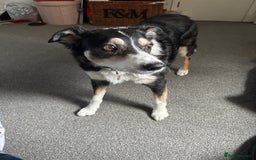 Border Collie dogs for sale: Frodo border collie tri colour  - Image 3