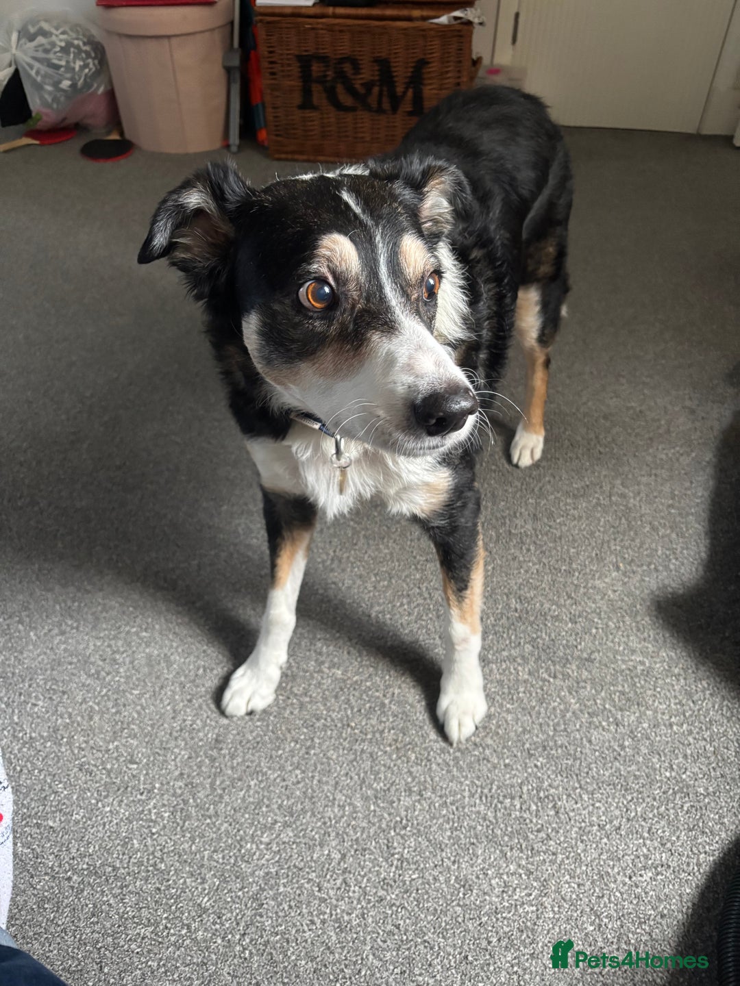 Border Collie dogs for sale: Frodo border collie tri colour  - Image 3