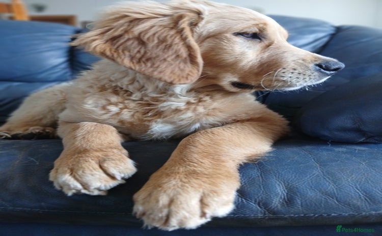 Golden Retriever dogs in Dingwall - Advert 1