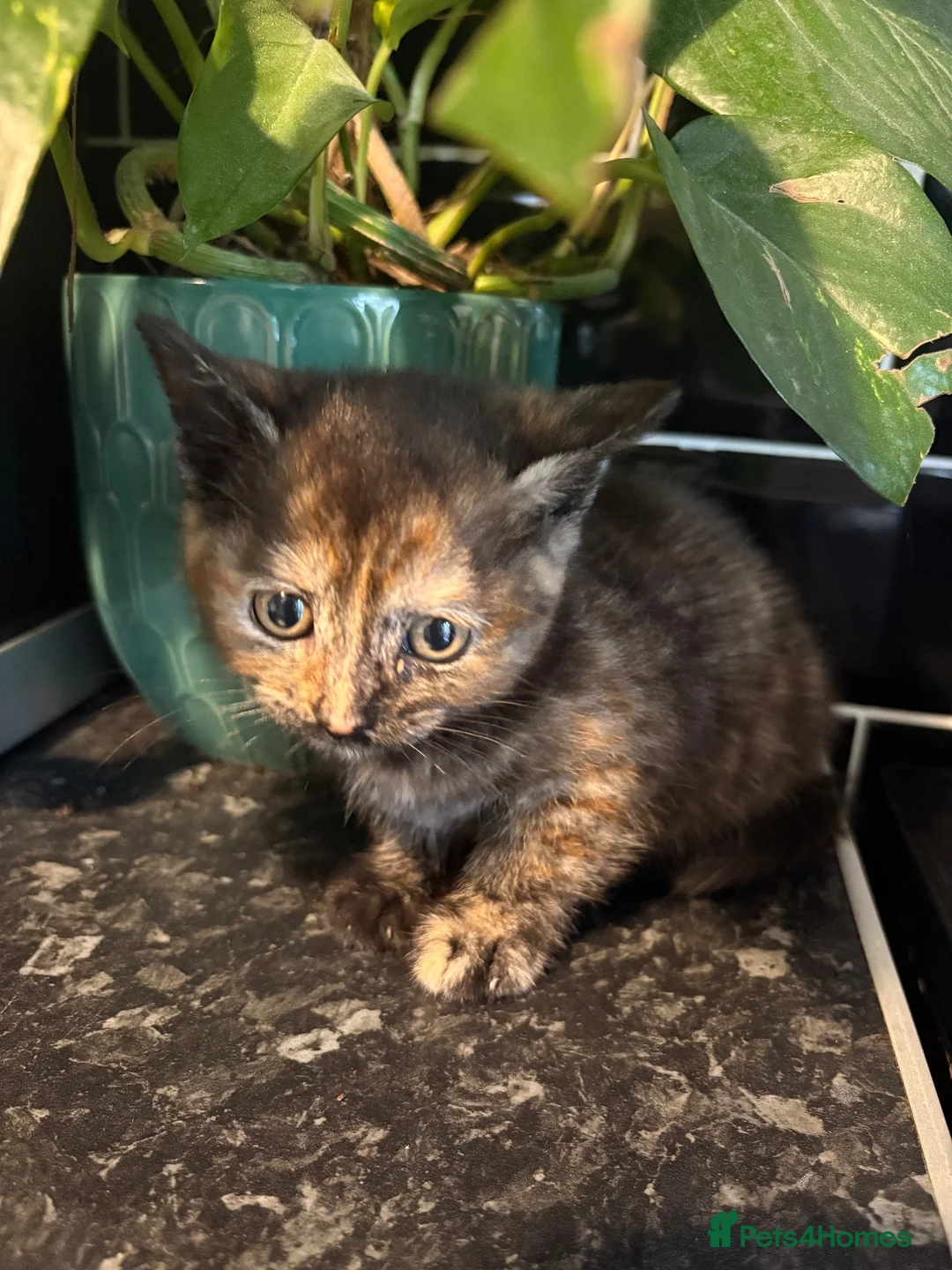 Domestic Shorthair cats for sale: Beautiful Kittens!  - Advert 2