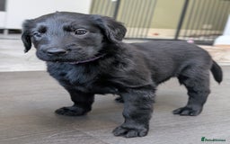 Flat coated Retriever dogs for sale: READY NOW Flat Coated Retriever Puppies - Image 4
