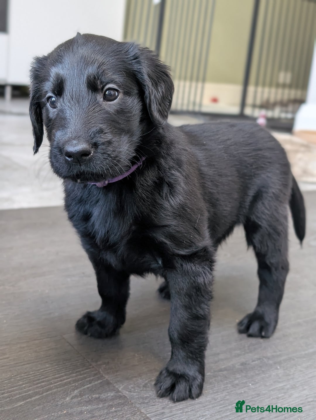 Flat coated Retriever dogs for sale: READY NOW Flat Coated Retriever Puppies - Image 4