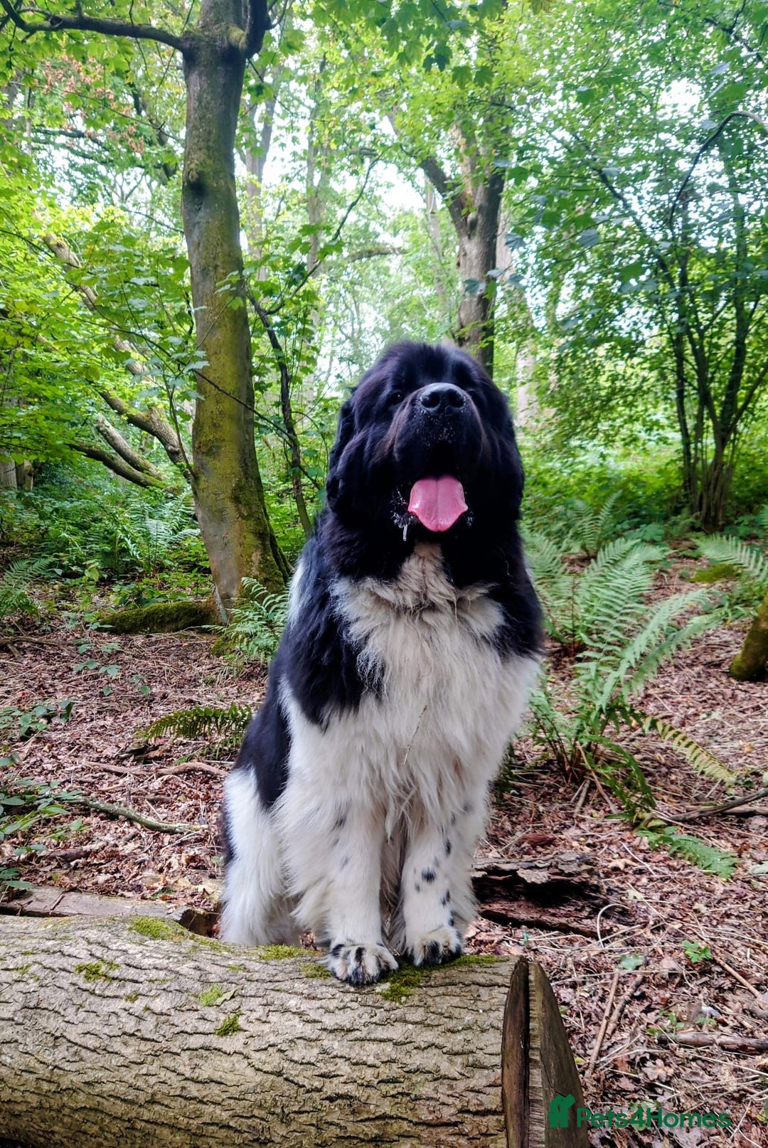 Newfoundland dogs for sale: QUALITY KC REGISTERED NEWFOUNDLAND PUPPIES - Image 15