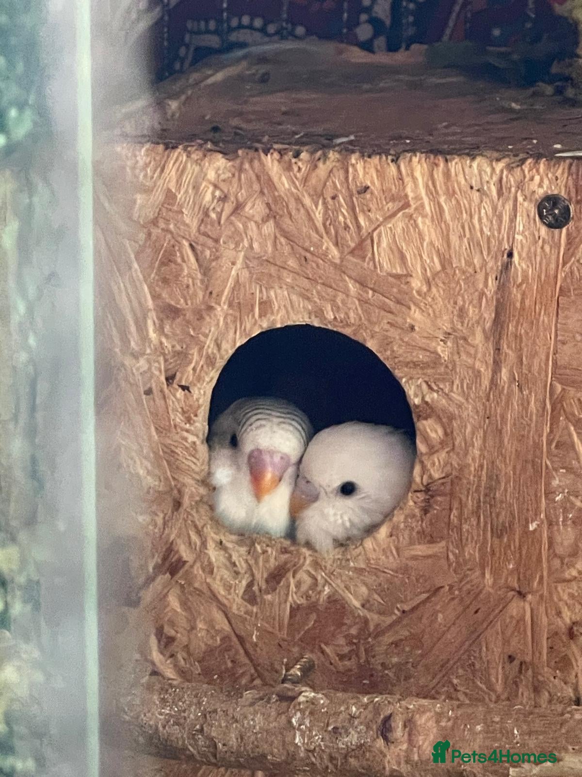 Budgerigars birds Budgerigar budgies   - Advert 1