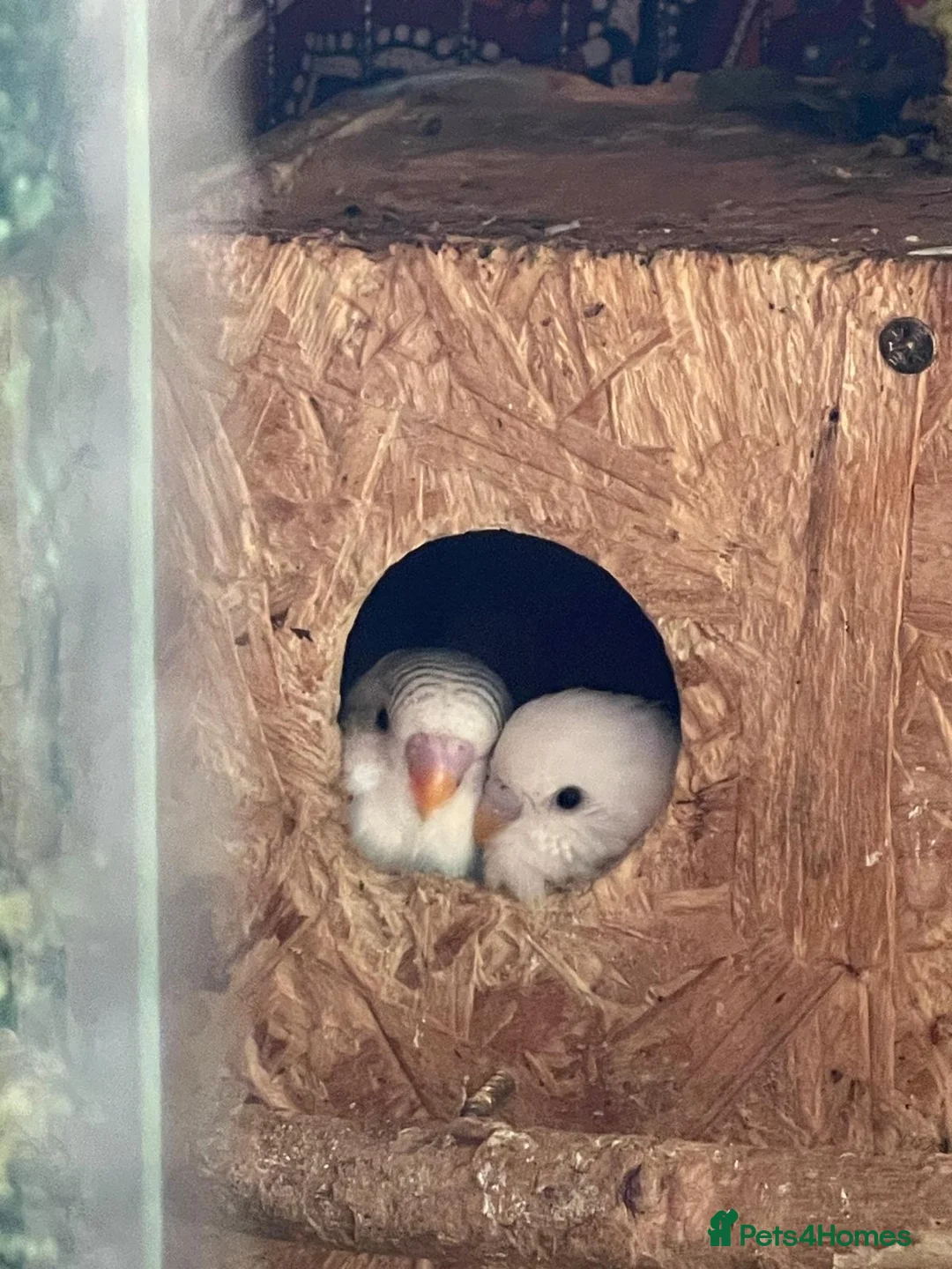 Budgerigars birds for sale: Budgerigar budgies   - Advert 1