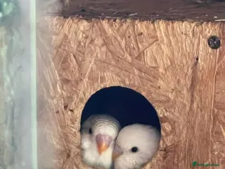 Budgerigars birds Budgerigar budgies - Advert 1