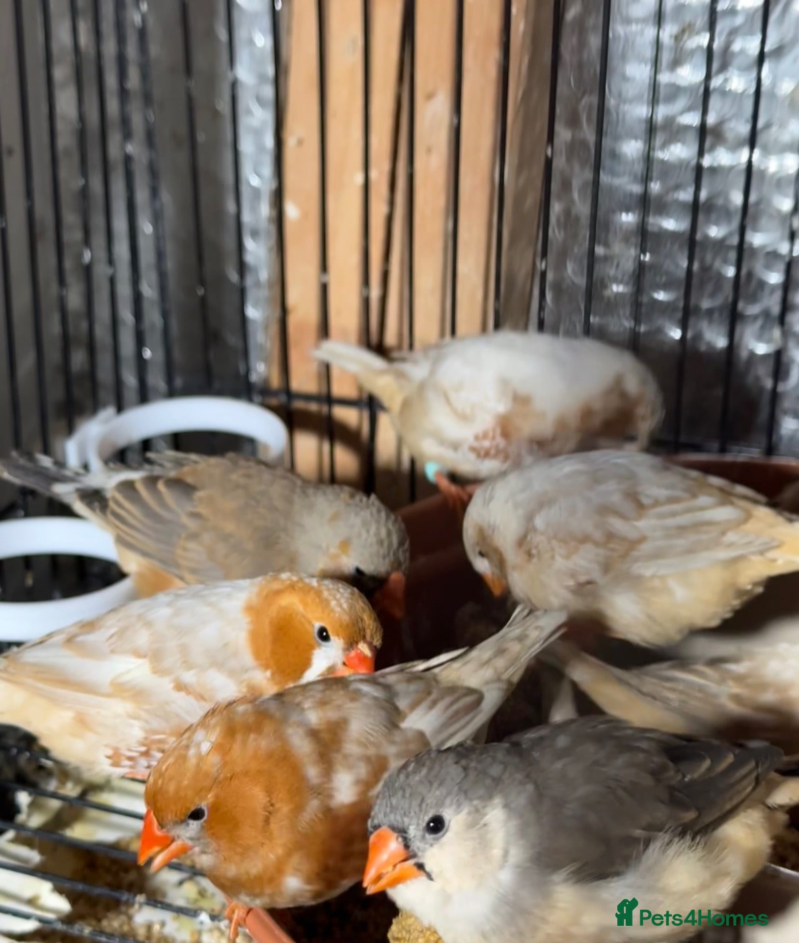 Mixed Breed birds Zebra Finches  - Advert 22