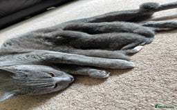 Mixed Breed cats for sale: Mixed breed ragdoll x British shorthair kitten - Image 4