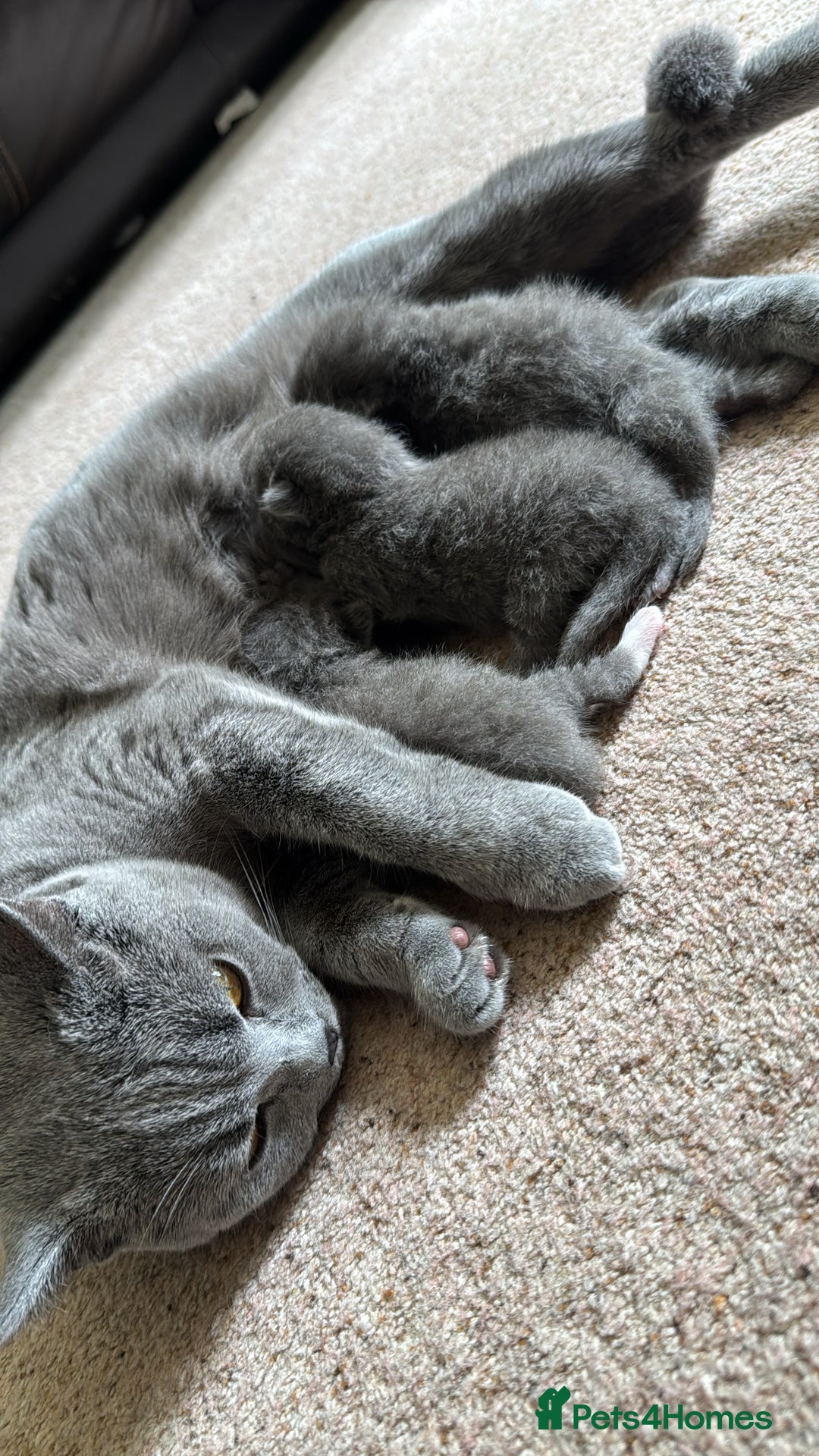 Mixed Breed cats for sale: Mixed breed ragdoll x British shorthair kitten - Image 4