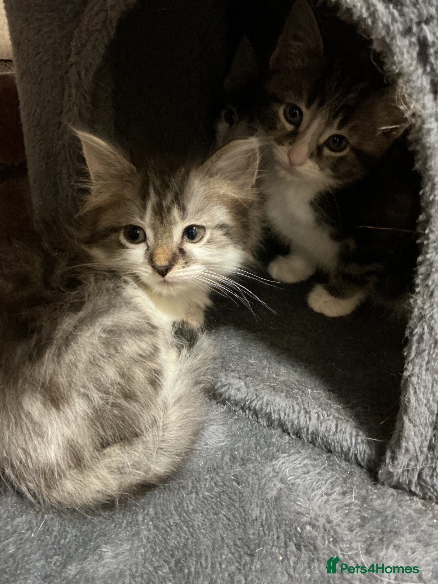 Bengal cats Beautiful kittens ready for 5* homes - Advert 1