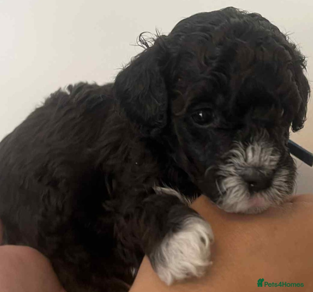 Maltipoo dogs for sale: Toy f1b maltipoos dna clear. - Image 8