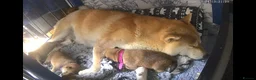 Japanese Shiba Inu dogs for sale: 5 Beautiful Shiba puppies looking for their home - Advert 17