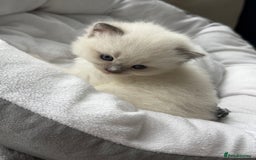 Ragdoll cats for sale: Ragdoll-lovely kittens - Image 8