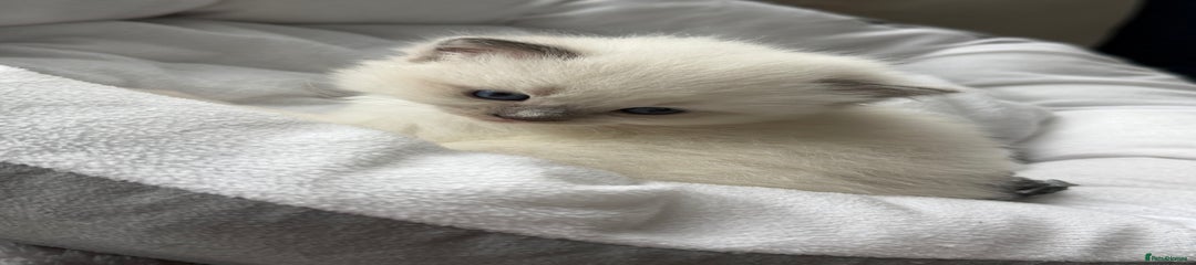 Ragdoll Kitten 3