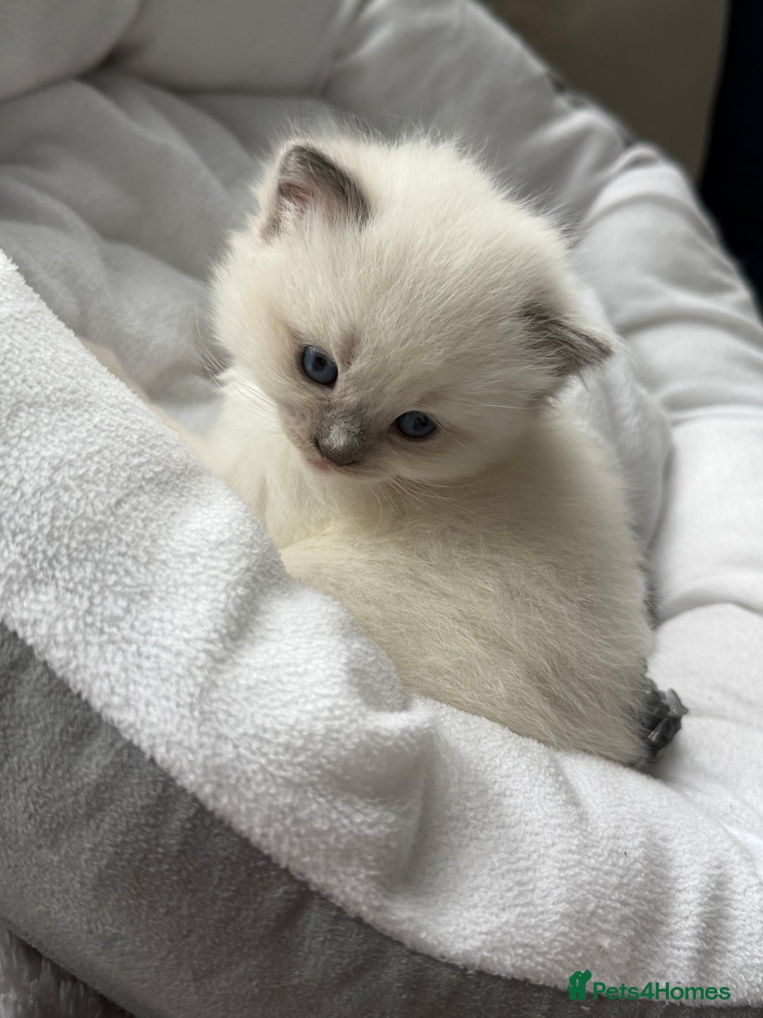 Ragdoll cats for sale: Ragdoll-lovely kittens - Image 8