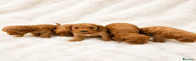 Cockapoo 4