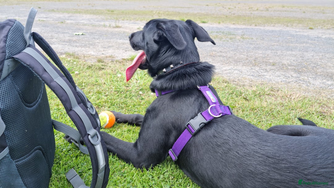 Mixed Breed dogs for sale: 8 month old Sheprador + Crate, Toys and Food - Image 1