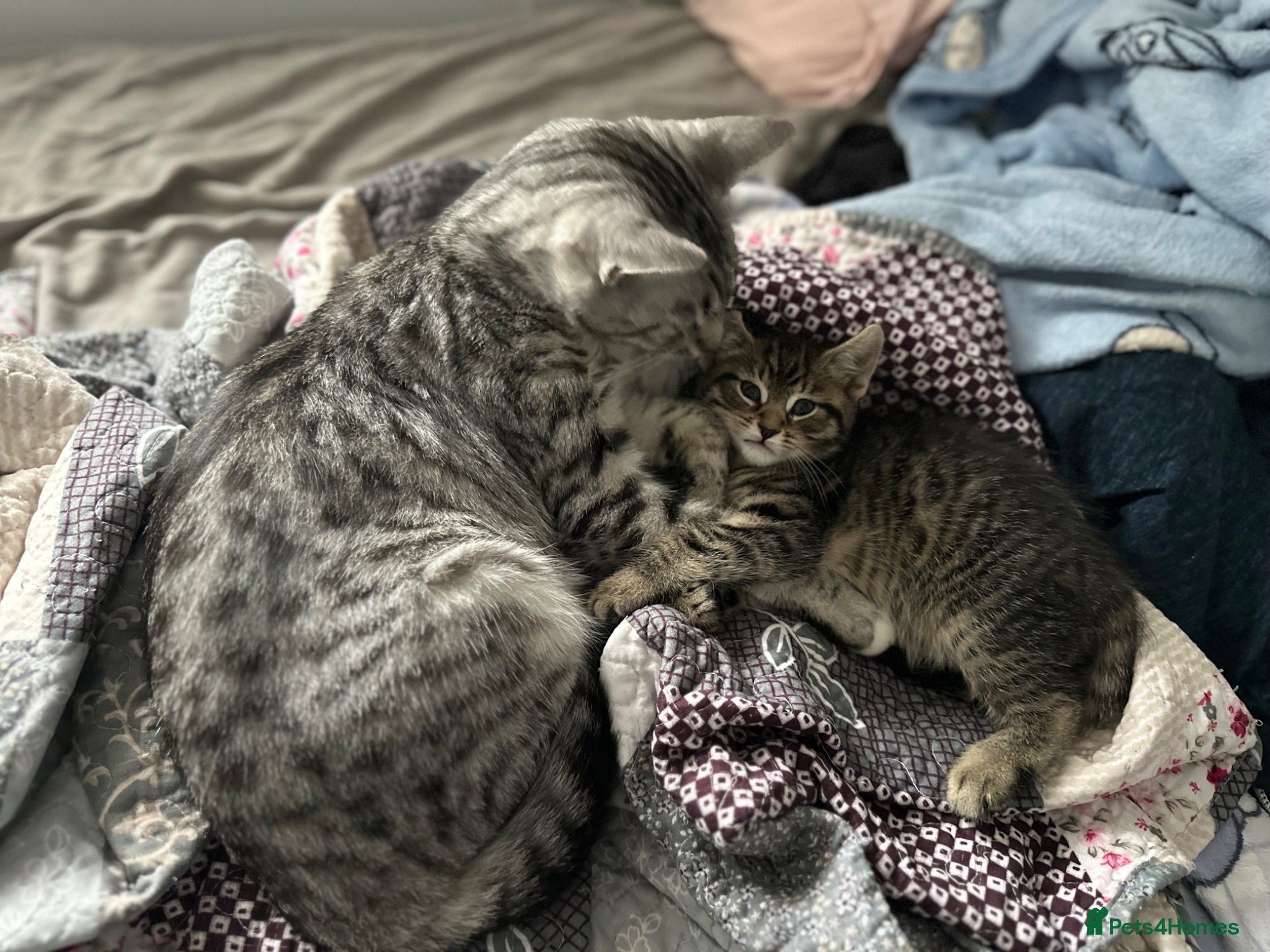 Mixed Breed cats Kittens for Sale! Ready to Leave 23 June! - Advert 15