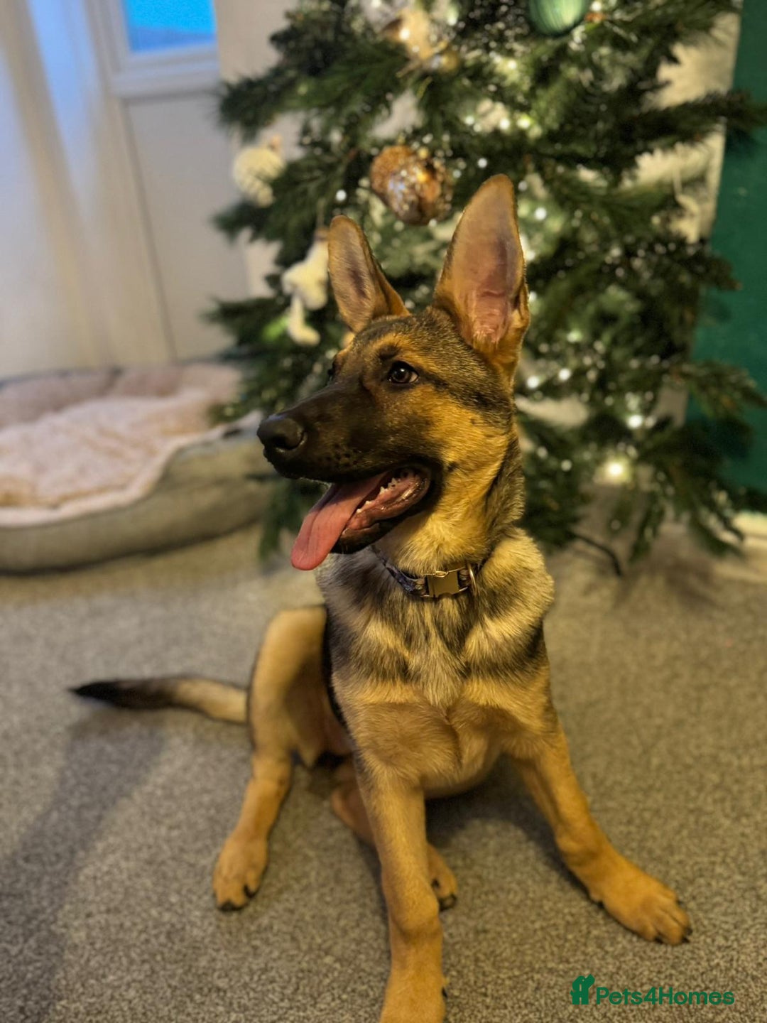 German Shepherd dogs for sale: German Shepherd - Advert 2