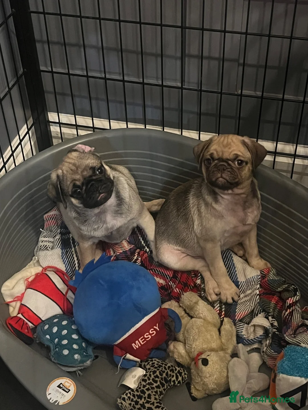 Pug dogs for sale: Rare coloured pug pups for sale  - Advert 2
