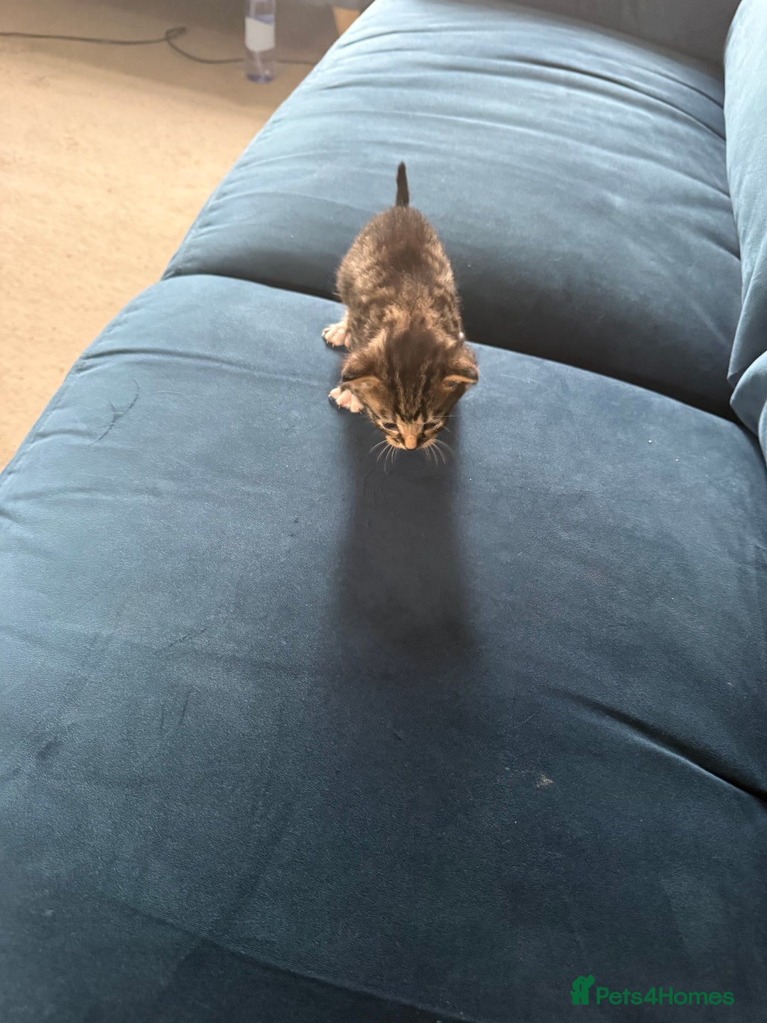 Mixed Breed cats for sale: 🐾 6 Kittens Looking for Forever Homes! 🐾 - Image 3