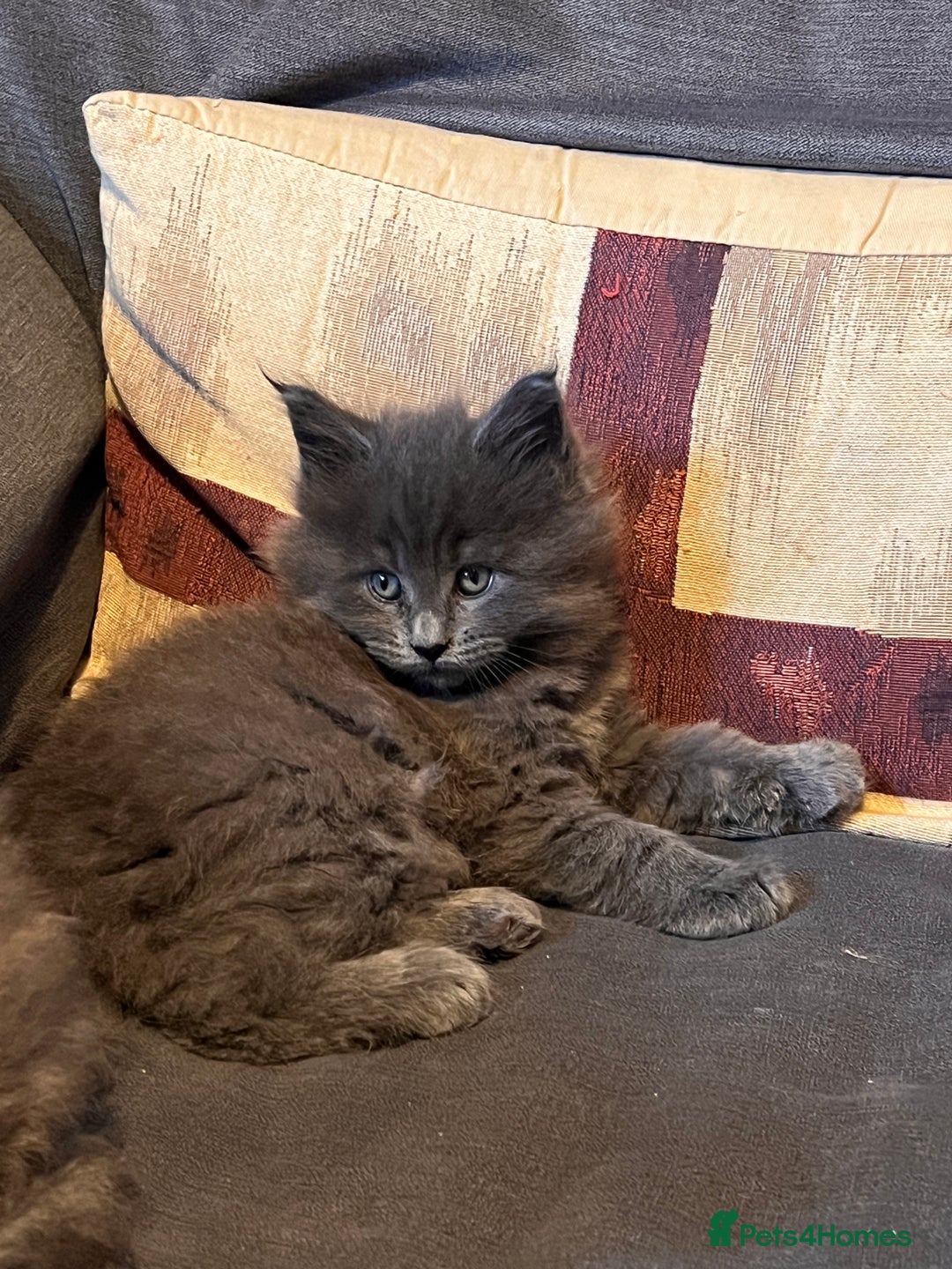 Maine Coon cats for sale: Maine coon kitten for sale - Advert 9