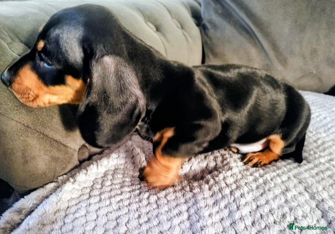 Dachshund dogs for sale: MINIATURE DACHSHUND!Only boy left. - Image 10