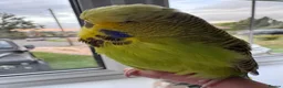 Budgerigars birds for sale: Super Tame Stunning Female Exhibition Budgie  - Advert 4