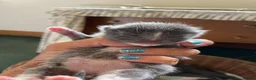 Mixed Breed cats for sale: Russian blue/British short hair  in Godalming - Advert 10
