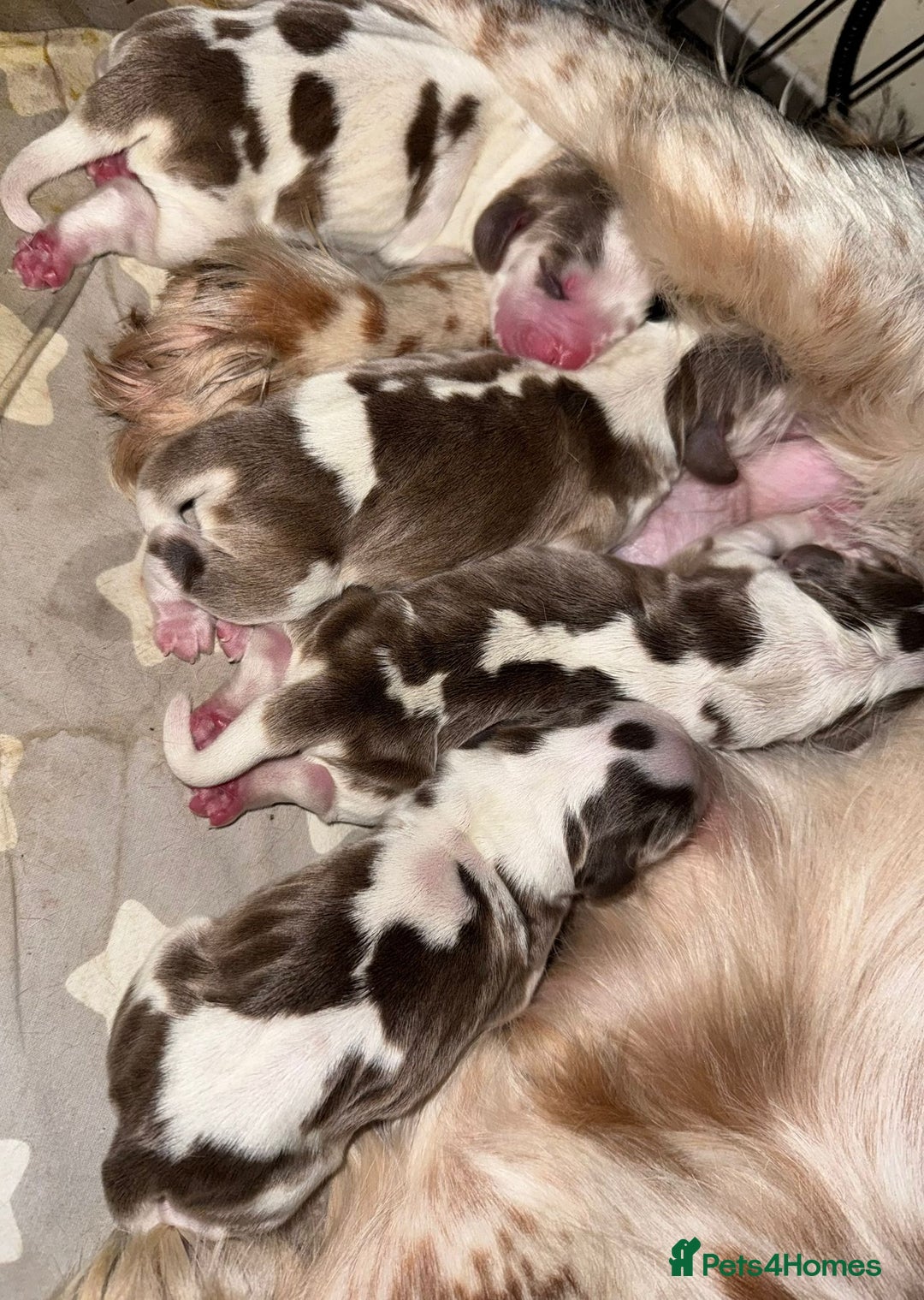 Cocker Spaniel dogs for stud: KC reg show cocker spaniel, proven health tested  - Advert 15