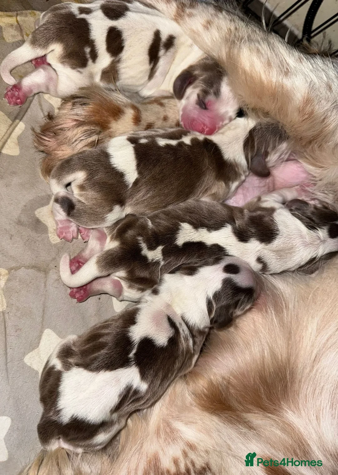 Cocker Spaniel dogs for stud: KC reg show cocker spaniel, proven health tested  - Advert 15